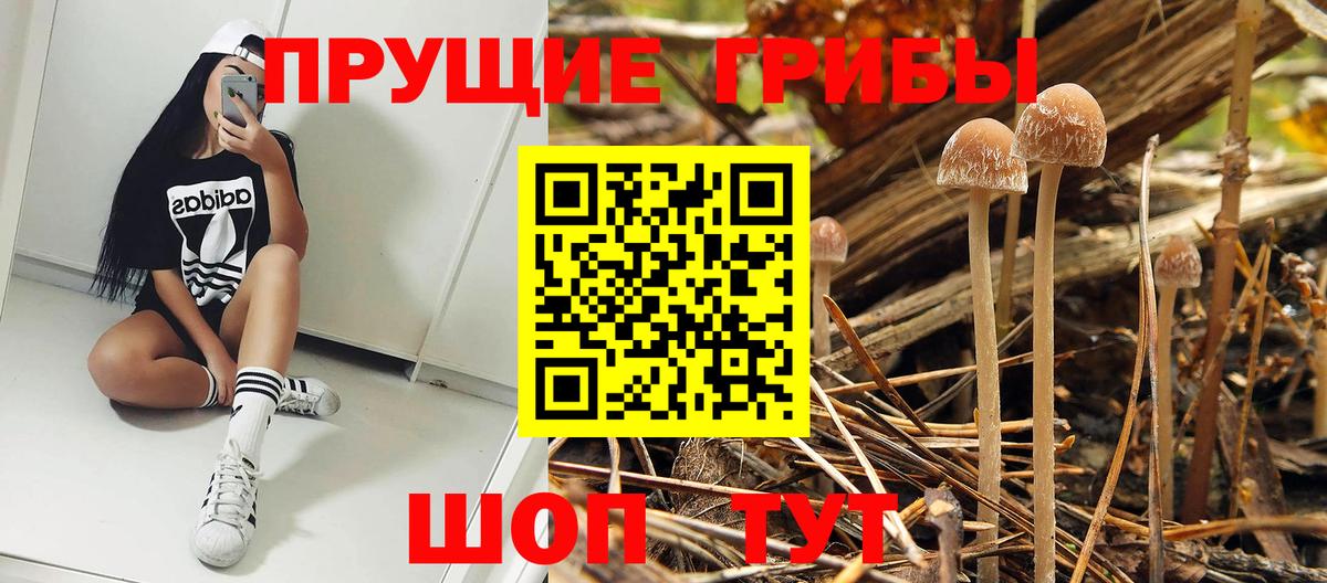 Псилоцибиновые грибы мицелий  Псилоцибиновые грибы GOLDEN TEACHER  Нурлат  Вход с VPN 